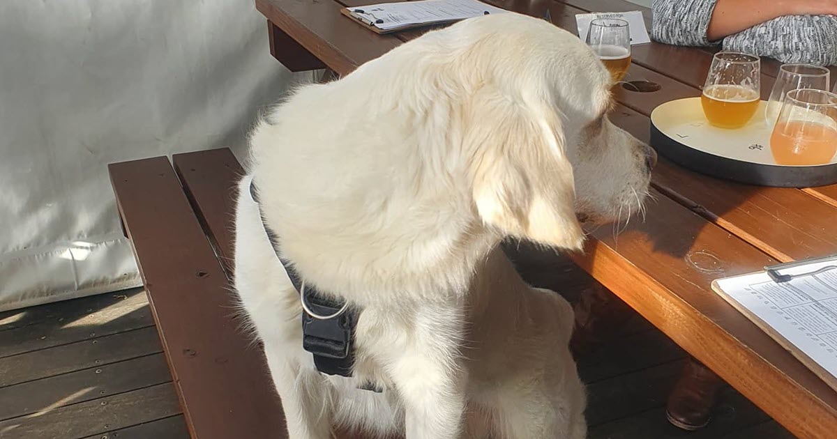 Rocky Ridge Bunbury Cellar Door Dog Friendly Rocky Ridge Bunbury Cellar Door Dog Friendly