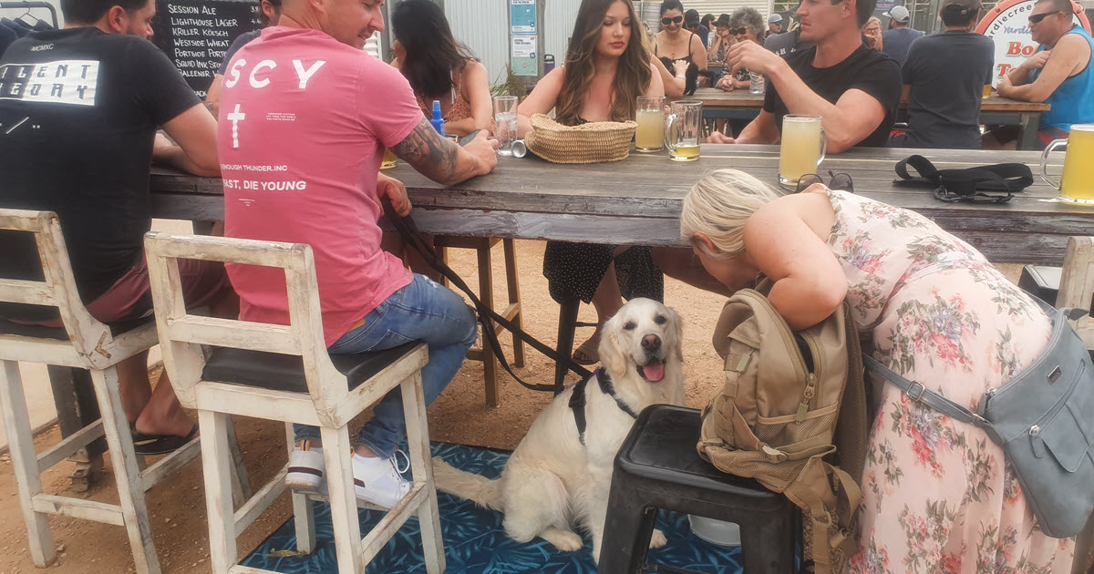 Dog sitting under table at Whalebone Brewing Co, Exmouth.